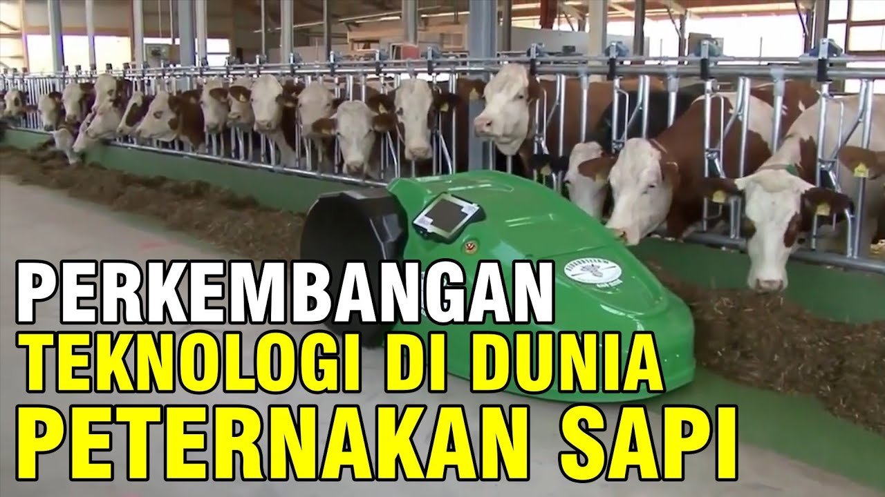 
                                 Perkembangan-Teknologi-Di-Dunia-Peternakan-Sapi